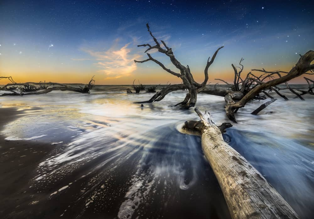 the sun sets, casting shadows over The sun-bleached trees on the shores of Big Talbot Island.