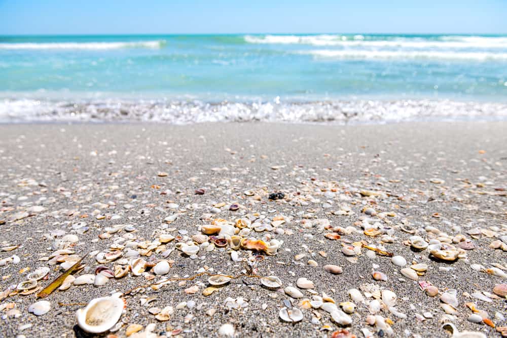 12 Beautiful Shelling Beaches In Florida - Florida Trippers