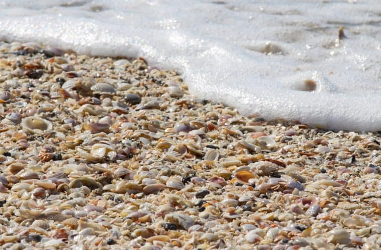 12 Beautiful Shelling Beaches In Florida Florida Trippers