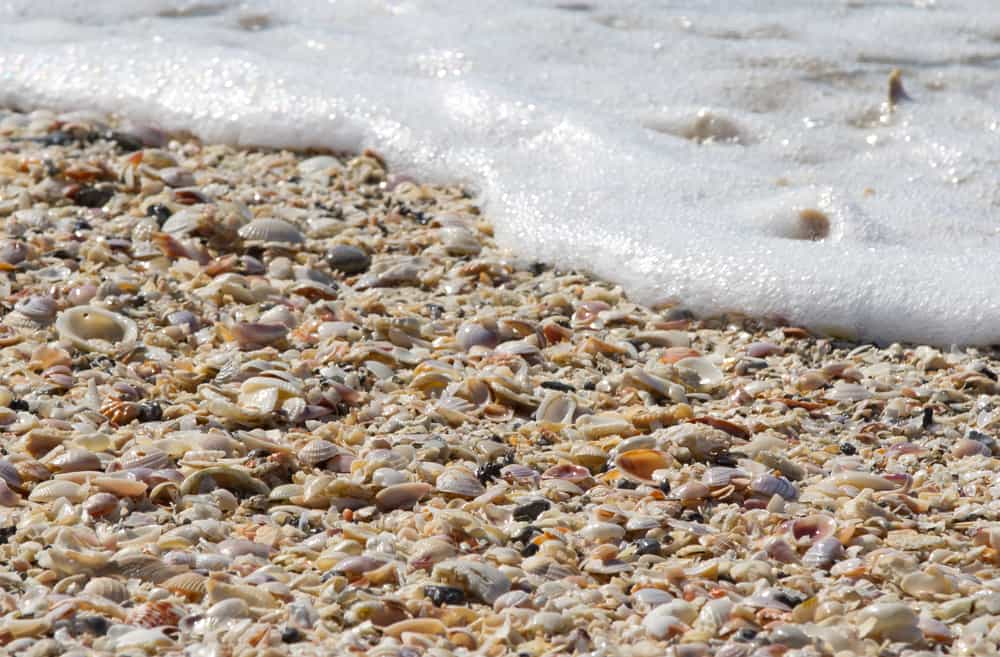 Best Beach In Florida To Find Sand Dollars And Rare Seashells