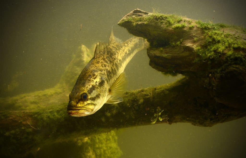 Photo of a Largemouth Bass underwater