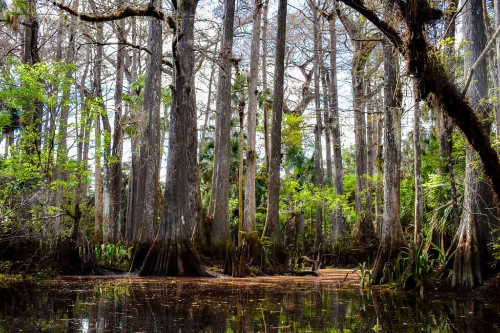 Photo of cypress trees along the Loxahatchee River 