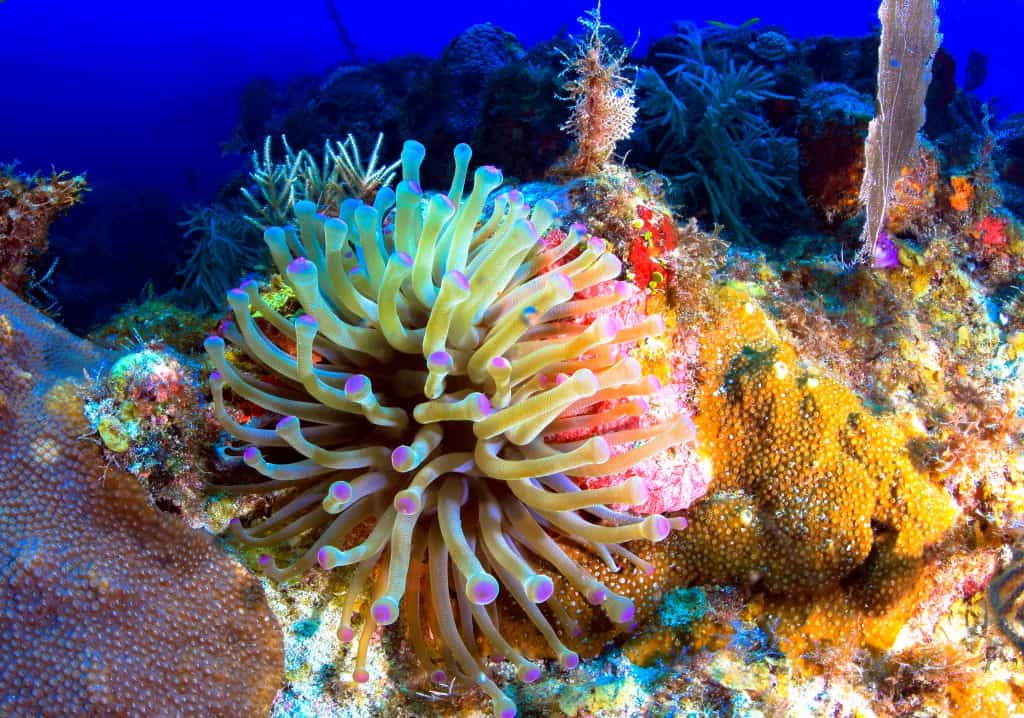 A sea anemone waves in the waters of the Florida Keys National Marine Sanctuary.