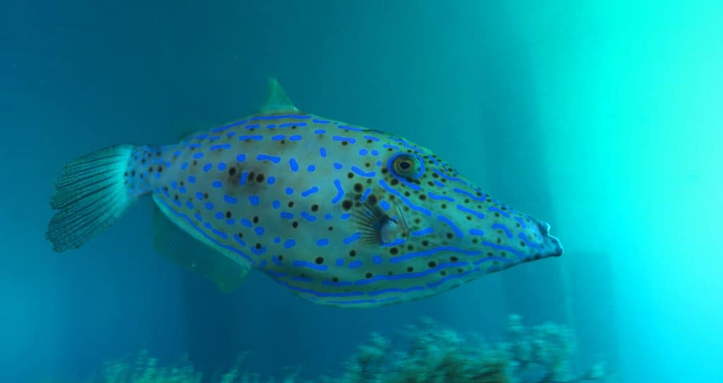 A Scrawled Filefish swims on the Phil Foster Park Snorkel Trail.