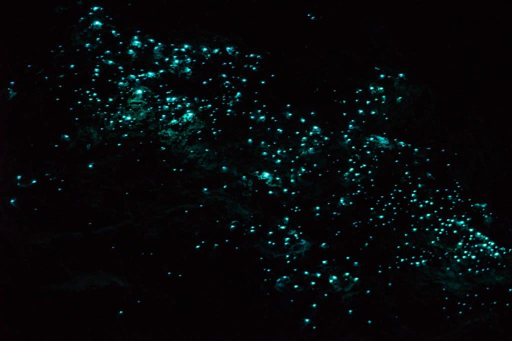 Plankton sparkle in the water, creating bioluminescence. 