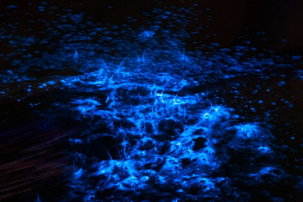 The blue lights from plankton sparkle in the water.