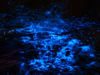 Plankton in the water creates bioluminescence.