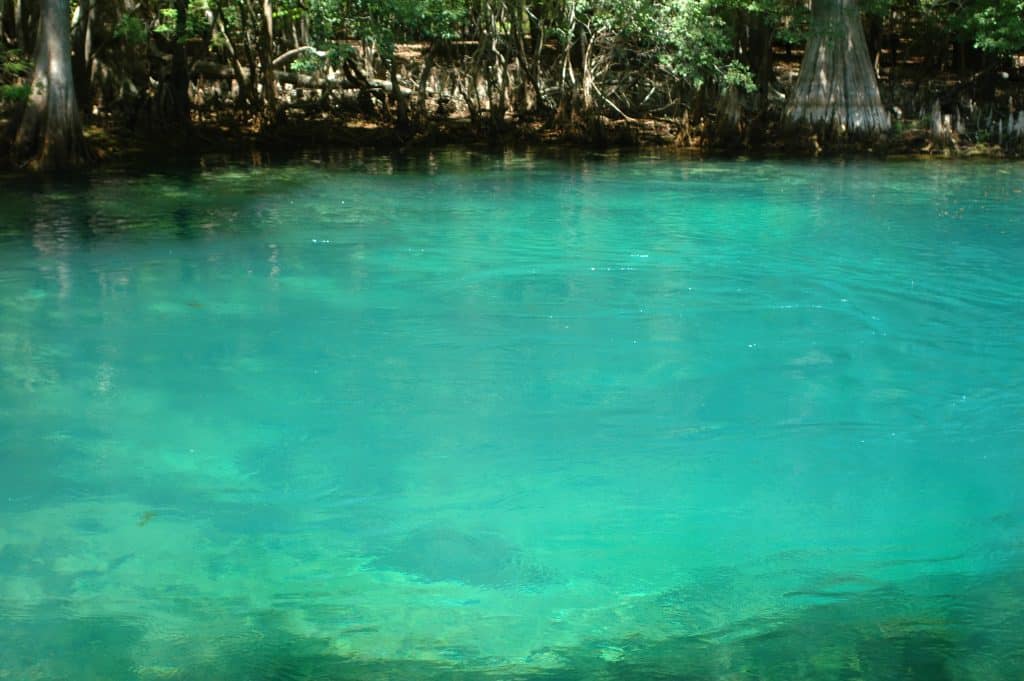 photo of a spring boil at manatee springs state park near chiefland florida