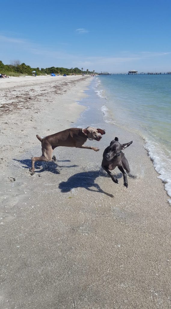 Two dogs run and wrestle on the shores of Bowman's Beach!