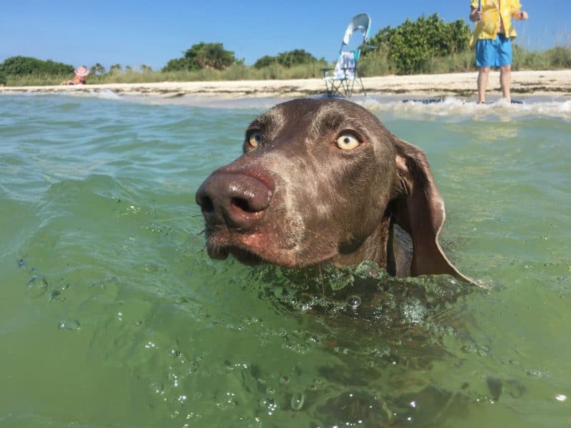 15 Best Dog Beaches In Florida For Your Furry Friend - Florida Trippers