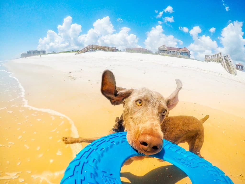 A pup jumps to grap a frisbee on the waters of Jungle Hut Beach in Palm Coast.