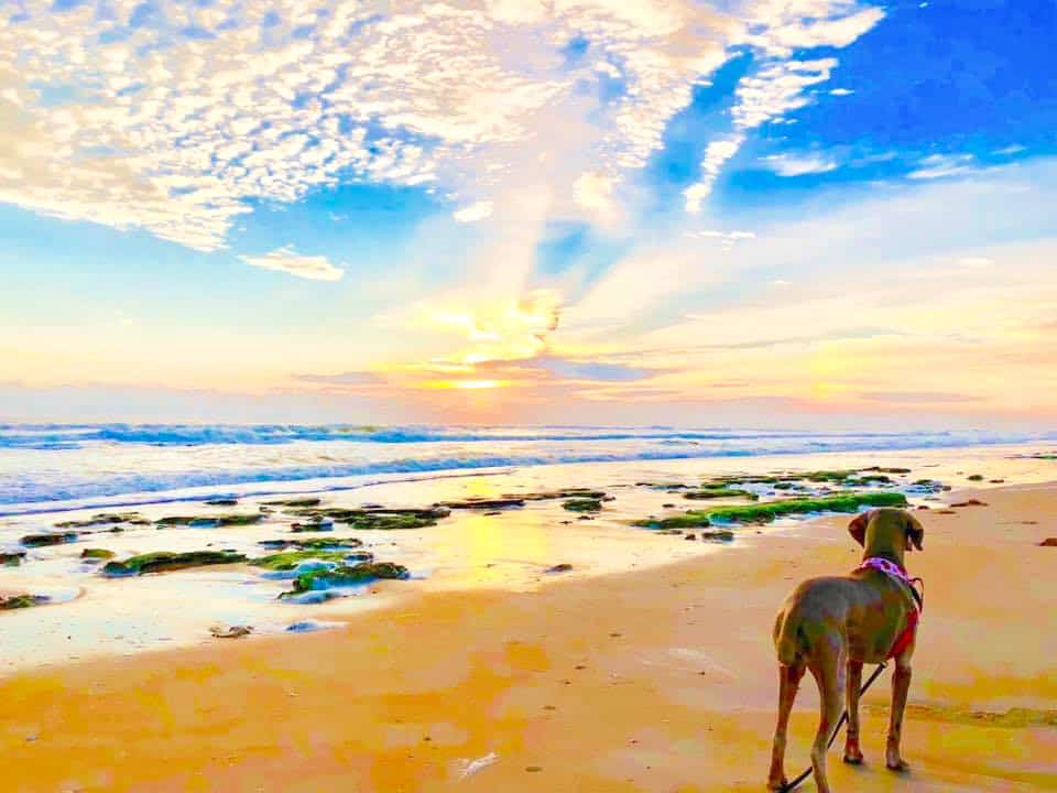 A dog stands on the shores of one of the best dog beaches in Florida, Jungle Hut Beach.