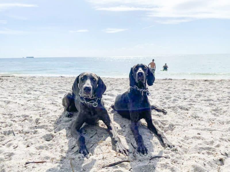 15 Best Dog Beaches In Florida For Your Furry Friend - Florida Trippers