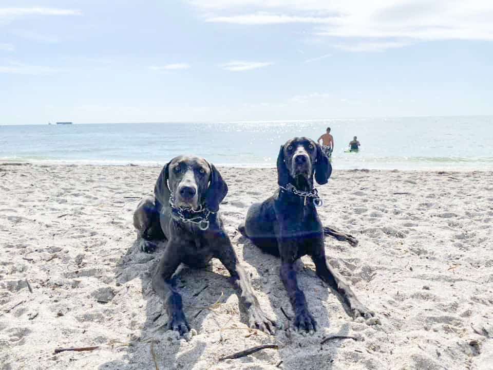 Two dogs hang out at Juno Beach, one of the best dog beaches in florida