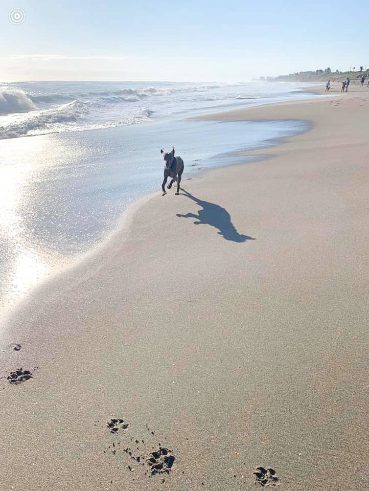 A dog runs across the shoreline happily as the tide comes in at Jupiter's Off-Leash dog beach!