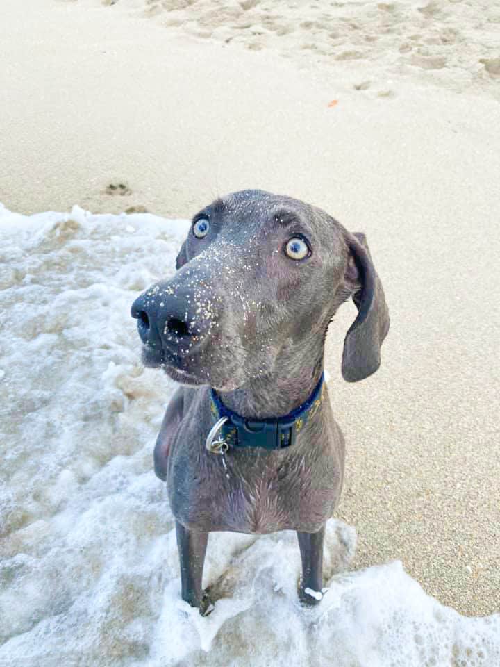 A dog stands in the waves of Miami Beach Bark beach, wondering how the sand on its nose got there.