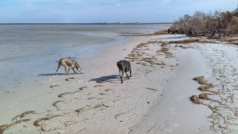 15 Best Dog Beaches In Florida For Your Furry Friend - Florida Trippers