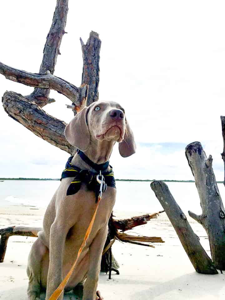 A pup winds her way through the driftwood of Smyrna Beach Park, one of the best dog beaches in Florida. 