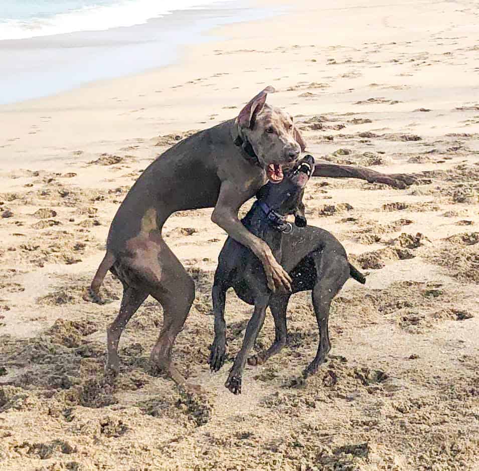 Two pups playfully wrestle on the soft sandy beaches of Walton Rocks, one of the best dog beaches in Florida.