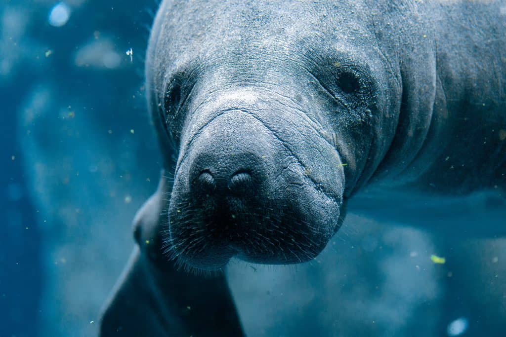 A manatee swims underwater and curiously looks into the camera at Manatee Cove Park.