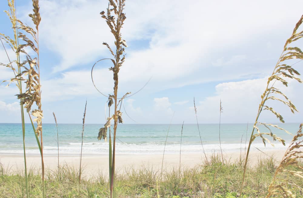 Head to melbourne beach to see nesting sea turttles