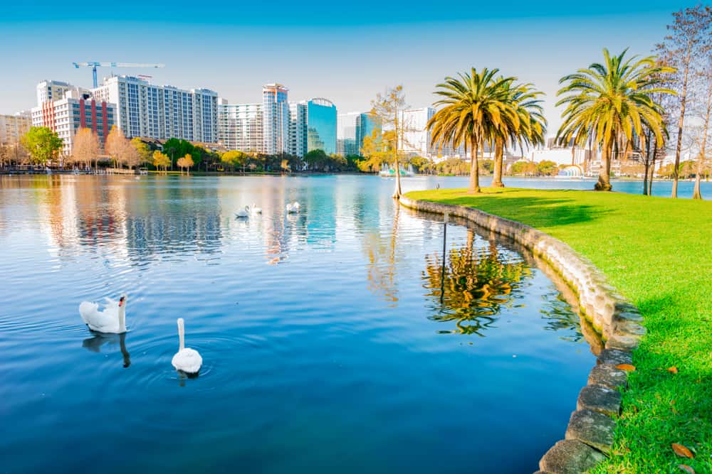 Two swans swim in Lake Eola Park, with the buildings of Orlando in the background, Central Florida.