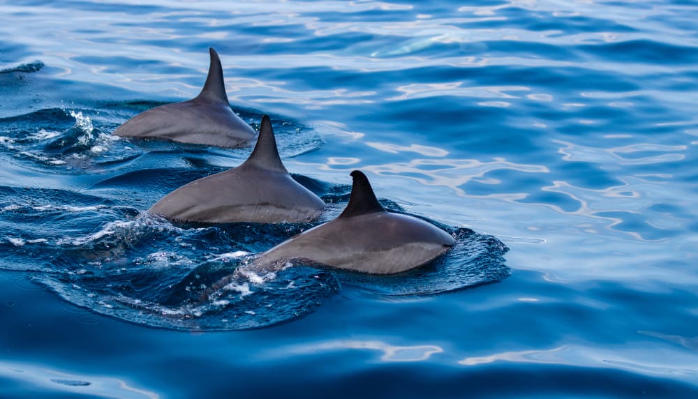 Destin is a great place to go and spot dolphins!