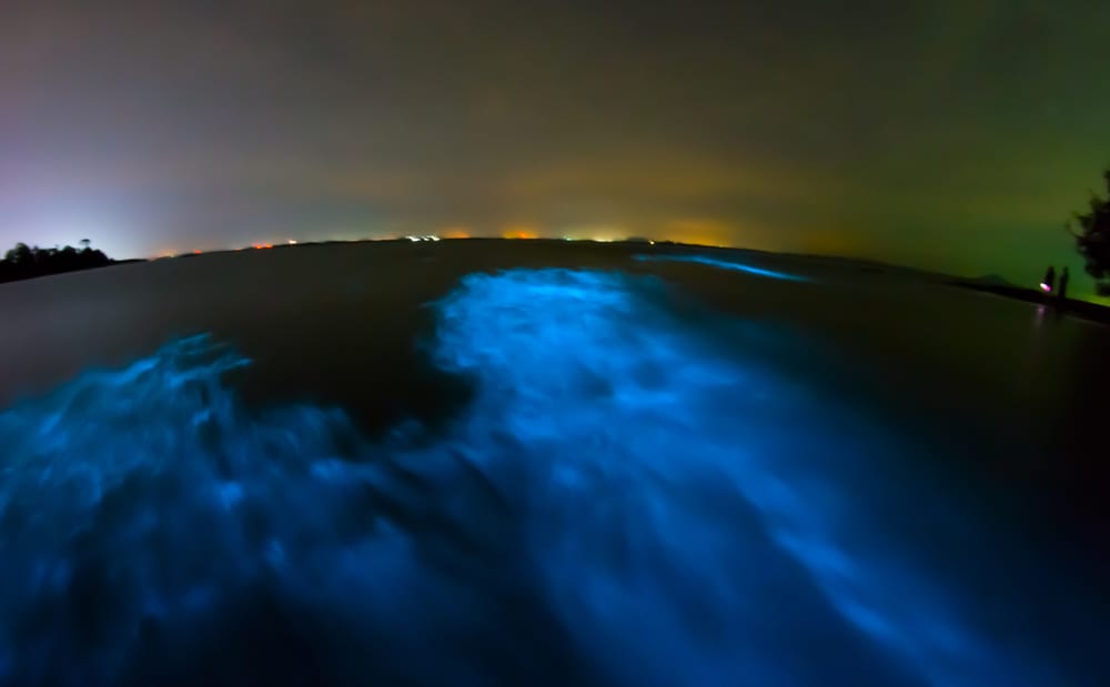 Blue bioluminescent life glows in the water at night. Taking a tour to see this phenomenon is one of the best things to do in Central Florida.