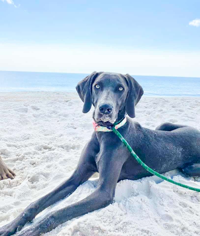 A dog sits on the dog beach in Mexico Beach, one of the cutest small towns in Florida.