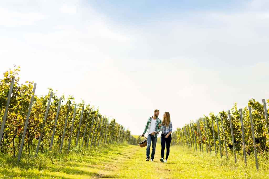 A couple walks through rows of grape trees, picking their own fruit.