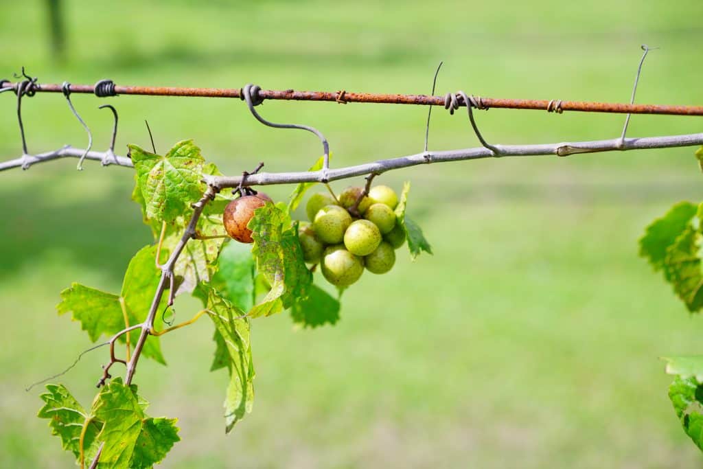 A small cluster of grapes hangs from the vine, supported by a wire.