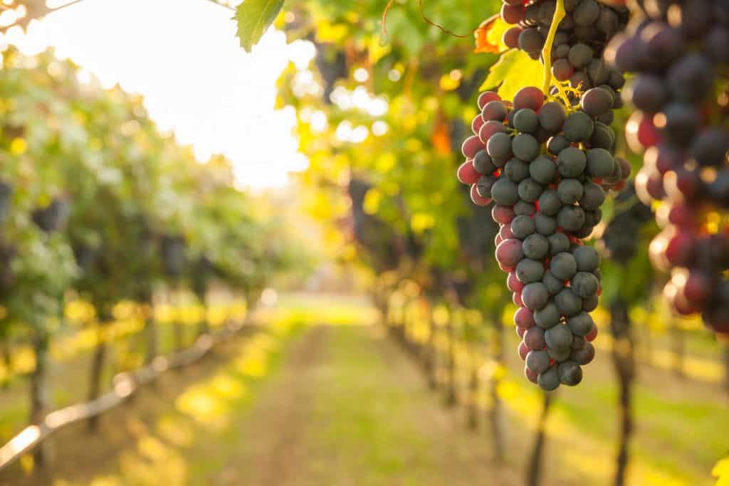 A bunch of grapes hangs from the vine at sunset in a winery in Florida.