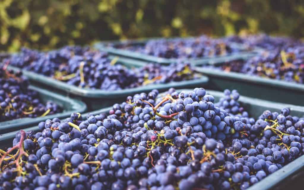 Bunches of grapes are piled high into baskets at harvest time at the vineyard.