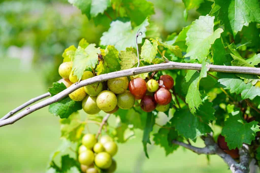 Green and red grapes hang from the vine at a vineyard.