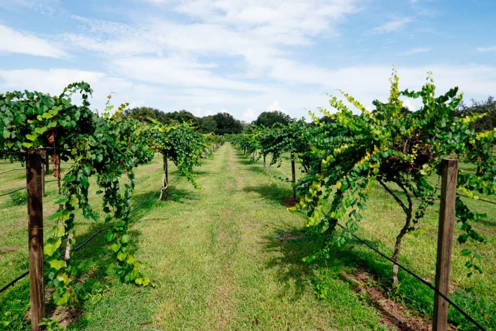 Grape trees are lined in rows at a vineyard at one of the best wineries in Florida.