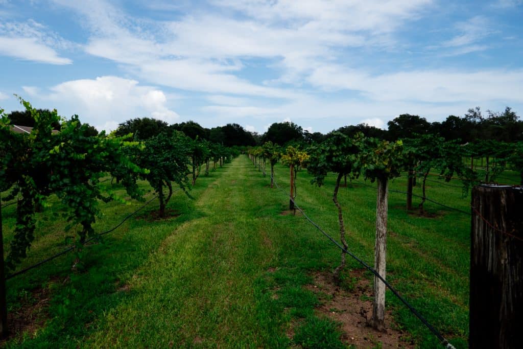 Rows of newly planted grape trees line the vineyard.