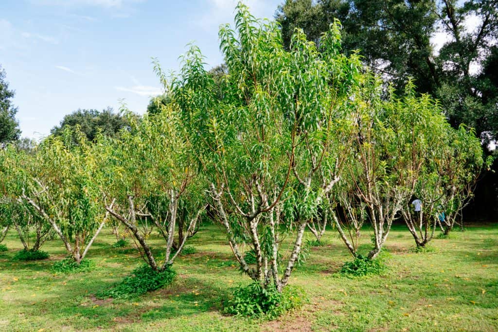 Peach trees produce delicious fruit wines at one of the best wineries in Florida.