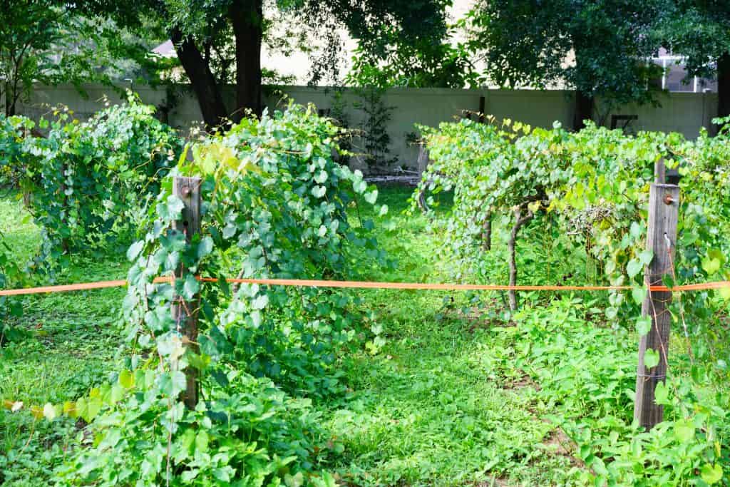 Vines are growing incredibly quickly at this winery in Florida.