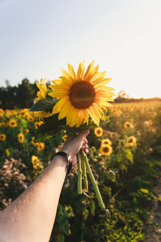 Photo of an outstretched arm holding freshly cut sunflowers.