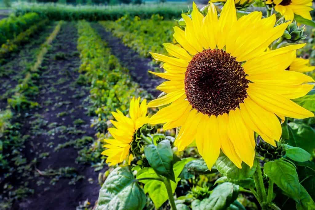  Photo of a sunflower bloom up close with farming plots in the background.