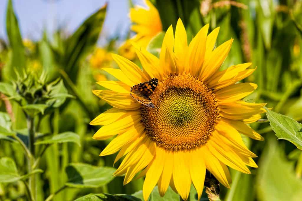 Photo of a sunflower blossom up close with a butterfly on the petals. 