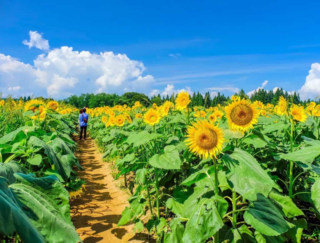 Photo of a large sunflower field with visitors, just like what you might see when visiting sunflower fields in Florida.