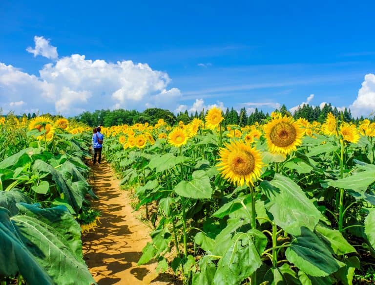 12 Prettiest Sunflower Fields In Florida - Florida Trippers