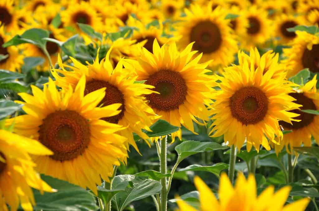 Photo of multiple sunflower blossoms up-close.