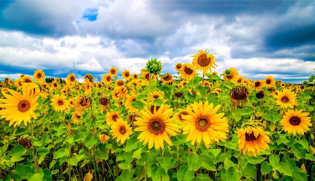 Photo of a large sunflower field on a partly cloudy day.