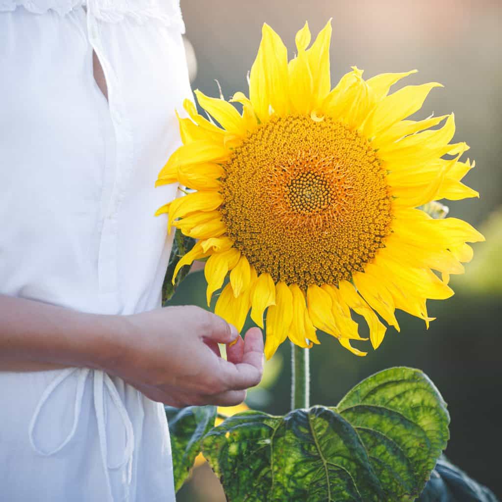 Photo of a very large sunflower with a partially seen woman in a white dress standing next to it.