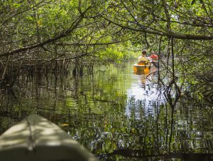 14 Best Boat Tours In Naples Florida (Sunset, Catamaran, Dolphin, and ...