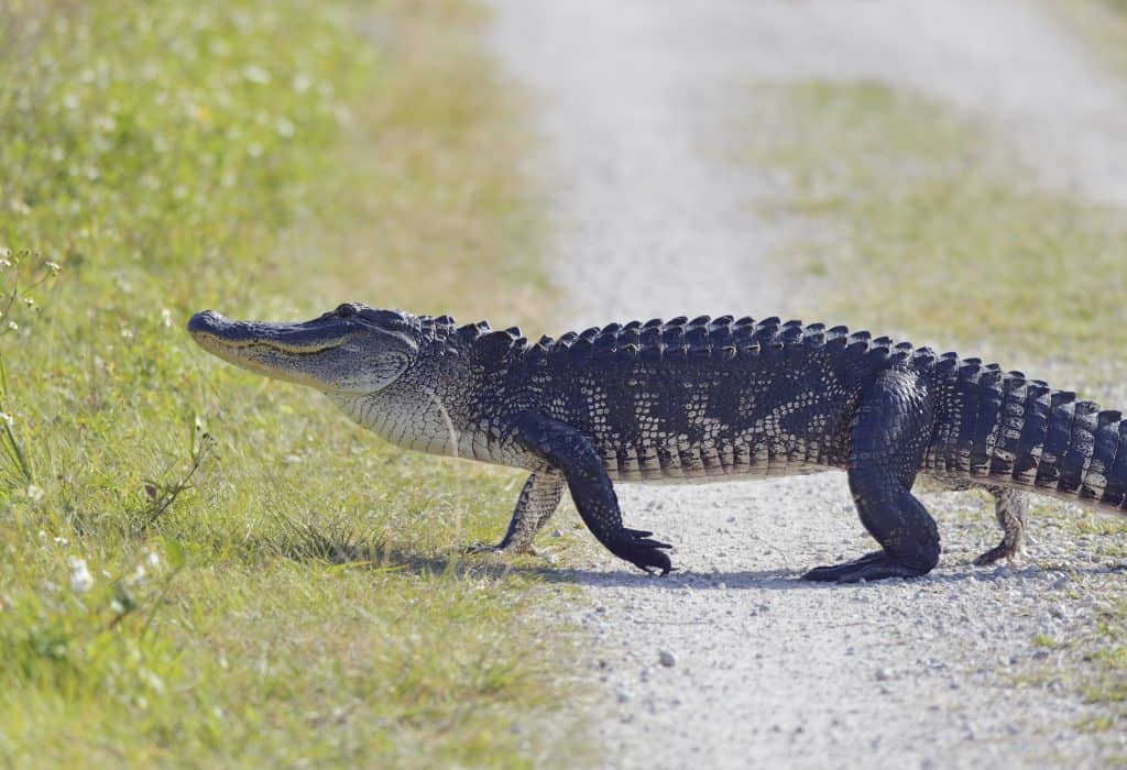A gator crosses Alligator Alley in Florida.