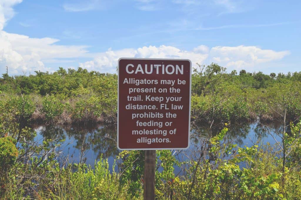 A sign warns drivers not to touch or feed the gators.