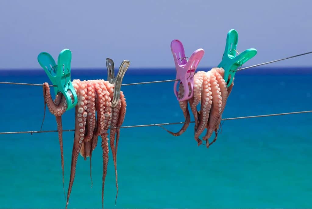 Fresh squid hangs on a line waiting to be prepared at one of the restaurants in Marco Island.